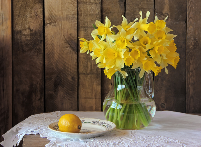 Kako produžiti svježinu buketa narcisa: Savjeti stručnjaka