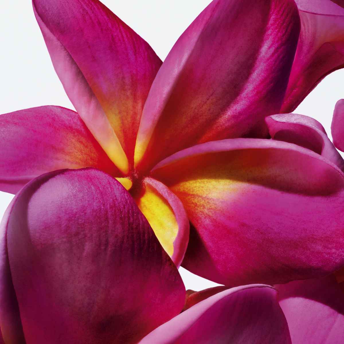 Christina Herrera La Bomba – mirisna simfonija strasti i moći